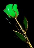 Gold Trimmed Rose in Geo Green