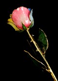 Gold Trimmed Rose in Tri Color