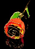 Gold Trimmed Rose in Fiesta Rainbow Colors