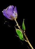 February Rose - Amethyst Gold Trimmed Rose