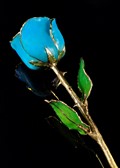 March Rose - Aquamarine Gold Trimmed Rose