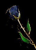 Black Sparkle Gold Trimmed Rose