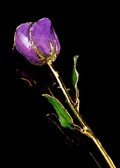 Purple Sparkles Gold Trimmed Rose
