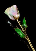 Gold Trimmed Rose in Galaxy Iridescent