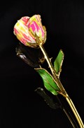 Gold Trimmed Wicked Canvas Rose, Custom Boxed