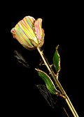 GoldTrimmed Wicked Striped Rose, Custom Boxed